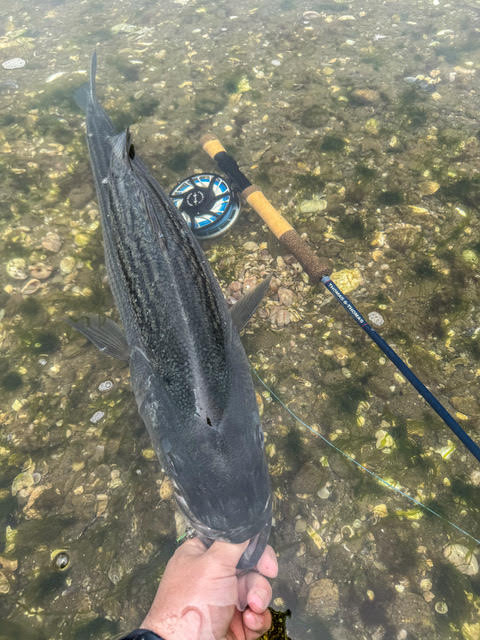 Introduction To Fly Fishing - Half Day Guided Trip