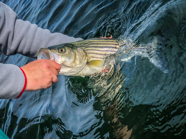 Introduction To Fly Fishing - Half Day Guided Trip