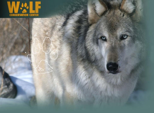 Wolf Conservation Center's  'Sleeping With the Wolves' for 4 people